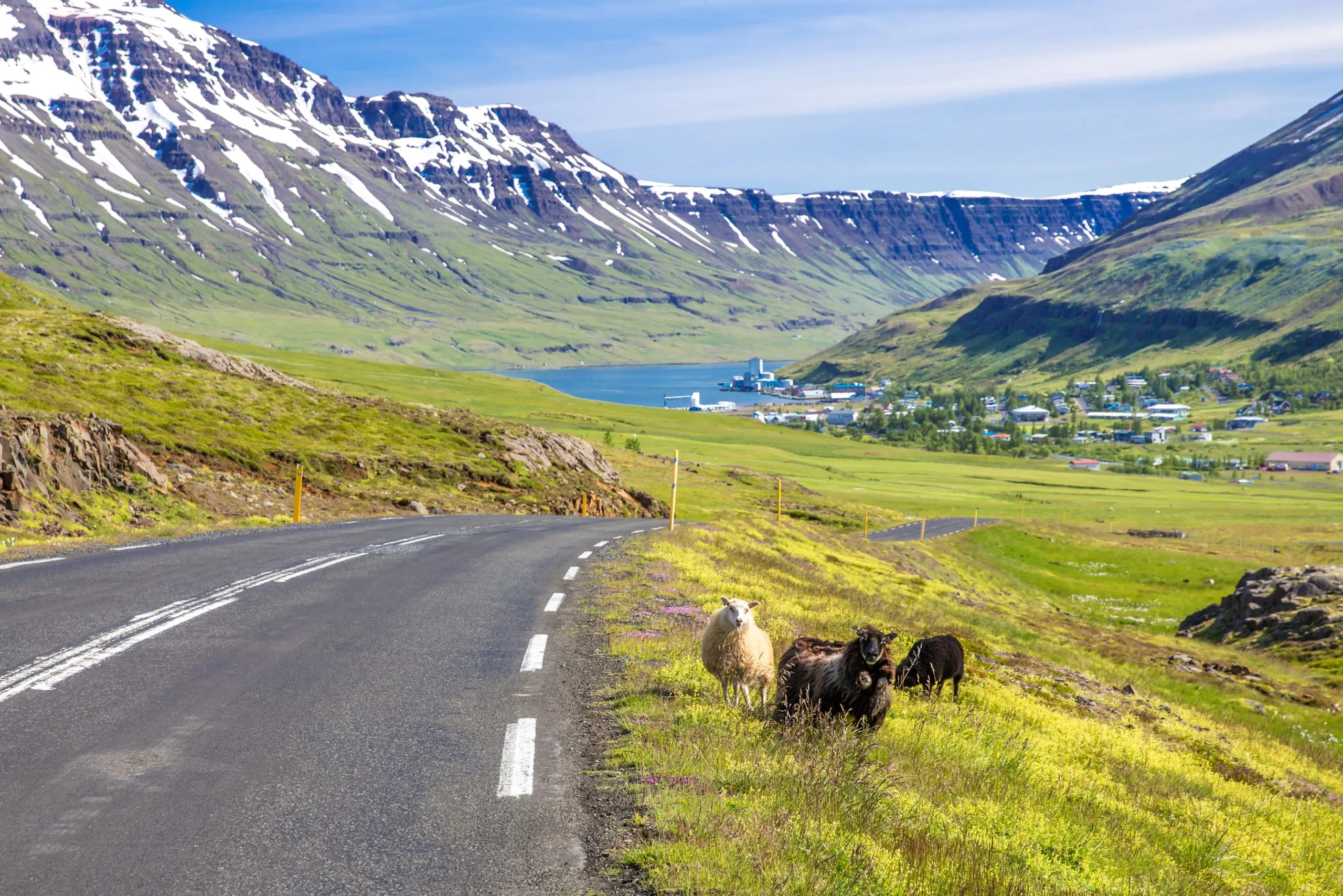 Ovejas en el camino de montaña Seyðisfjarðarvegur, Fiordos Orientales, Islandia